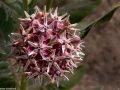 Common milkweed (Asclepias syriaca) in the Pawnee National Grasslands, Colorado