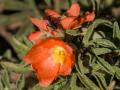Copper mallow (Sphaeralcea coccinea) in the Pawnee National Grasslands, Colorado