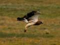 A hawk flies from a fence post in the Pawnee National Grasslands, Colorado