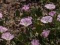 Hedge bindweed (Calystegia sepium) in the Pawnee National Grasslands, Colorado