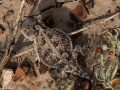 Horned lizard in the Pawnee National Grasslands, Colorado