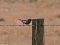 Colorado's state bird, the lark bunting in the Pawnee National Grasslands, Colorado