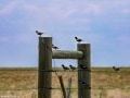A flock of Colorado's state bird, the lark bunting, in the Pawnee National Grasslands, Colorado