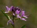 Pink cleome (Cleome serrulata) in the Pawnee National Grasslands, Colorado