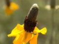Prairie coneflower (Ratibida columnifera) in the Pawnee National Grasslands, Colorado
