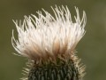 Prairie thistle (Cirsium canescens) in the Pawnee National Grasslands, Colorado