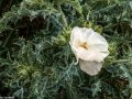 Prickly poppy (Argemone polyanthemos) in the Pawnee National Grasslands, Colorado