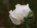Prickly poppy (Argemone polyanthemos) in the Pawnee National Grasslands, Colorado