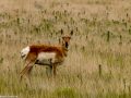Pronghorn antelope in the Pawnee National Grasslands, Colorado