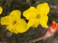 Puccoon (Lithospermum incisum) near the Colorado Buttes in in the Pawnee National Grasslands, Colorado