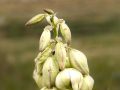Yucca (Yucca glauca) near the Colorado Buttes in the Pawnee National Grasslands, Colorado