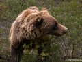 Grizzly bear (Ursus arctos horribilis) Denali National Park