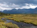 Muskeg and mountains in Denali National Park