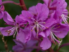 Fireweed (Epilobium angustifolium)