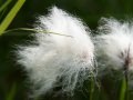 Cotton grass (Eriophorum angustifolium)