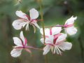Fireweed (Epilobium angustifolium)