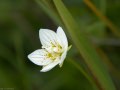 Grass of Parnassus (Parnassia palustris)
