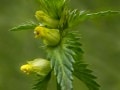 Rattlebox (Rhinanthus minor)