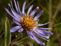 Siberian aster (Aster sibericus)