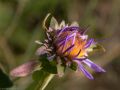 Siberian aster (Aster sibericus)