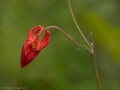 Western red columbine bud and seedhead (Aquilegia formosa)
