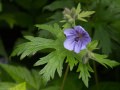 Wild geranium (Geranium erianthum)