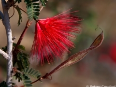 Fairy duster (Calliandra eriophylla) Anza Borrego Desert, California