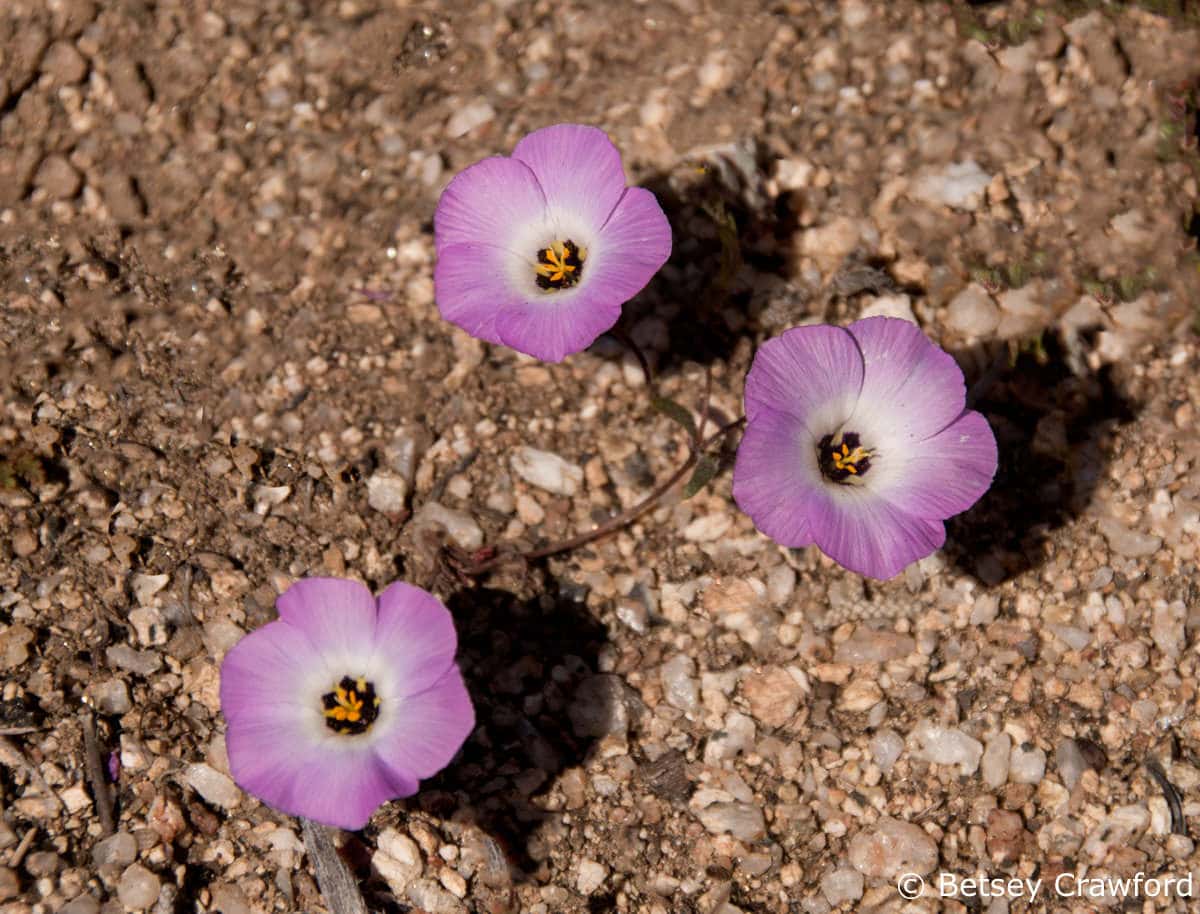 Desert beauty (Linanthus bellus) Anza Borrego Desert, California