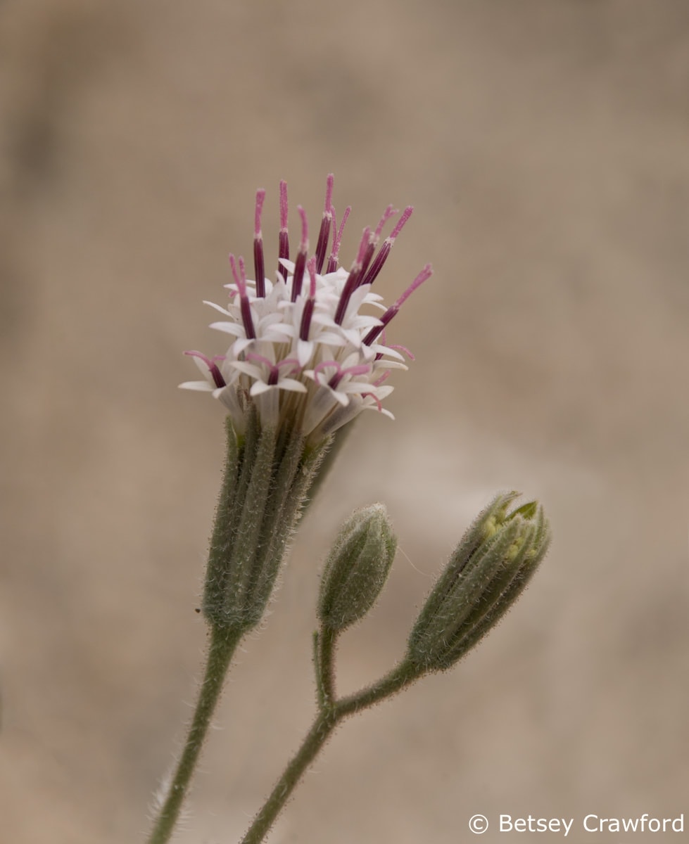Spanish needles (Palafoxia arida) Anza Borrego Desert, California