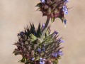 Chia (Salvia columbariae) Anza Borrego Desert, California