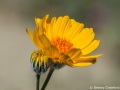 Desert sunflower (Geraea canescens) Anza Borrego Desert, California