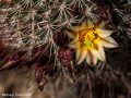 Fishhook cactus (Mammalaria dioica) Anza Borrego Desert, California