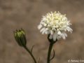 Fremont pincushion (Chaenactis fremontii) Anza Borrego Desert, California