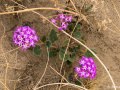 Sand verbena) Abronia villosa) Anza Borrego Desert, California