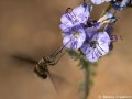 Wild heliotrope (Phacelia distans) Anza Borrego Desert, California