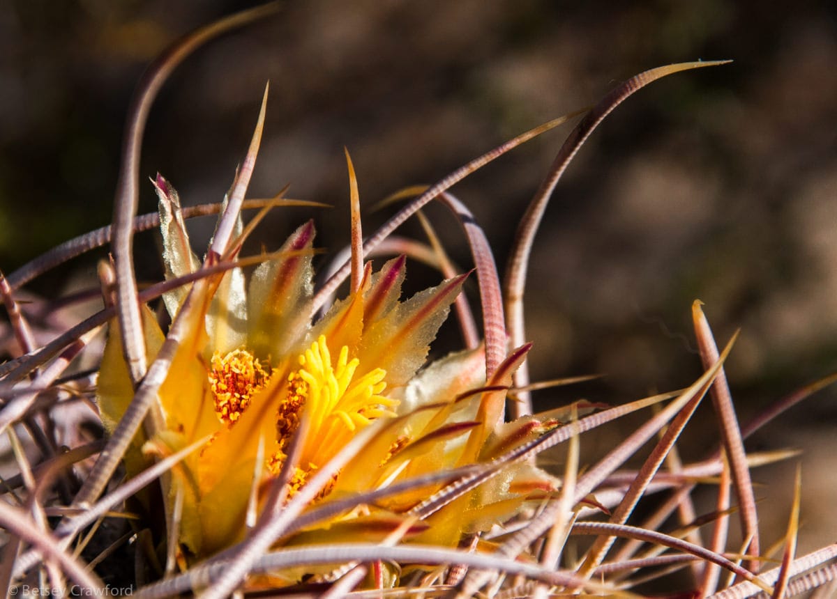 Barrel cactus (ferocactus cylindraceus) Anza Borrego Desert, California