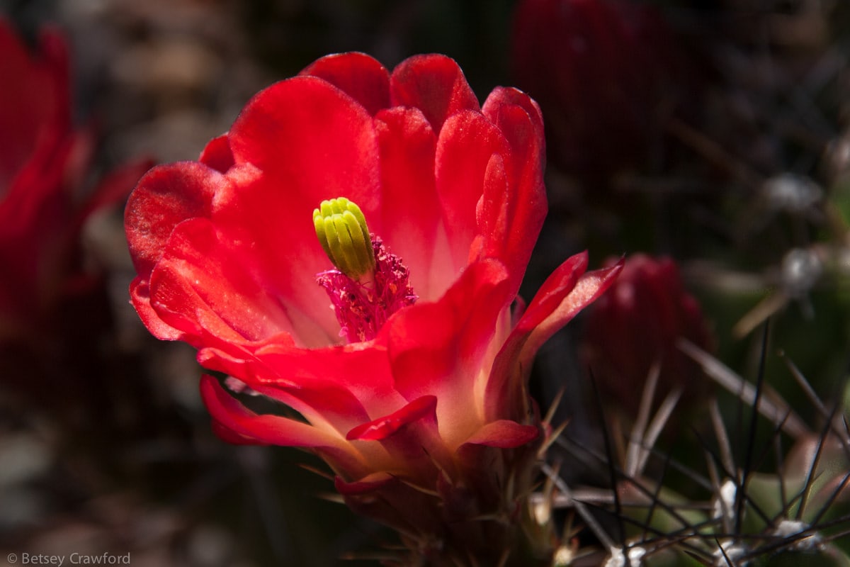 Claret cup cactus (Echinocereus triglochidiatus engelmanni) Anza Borrego Desert, California