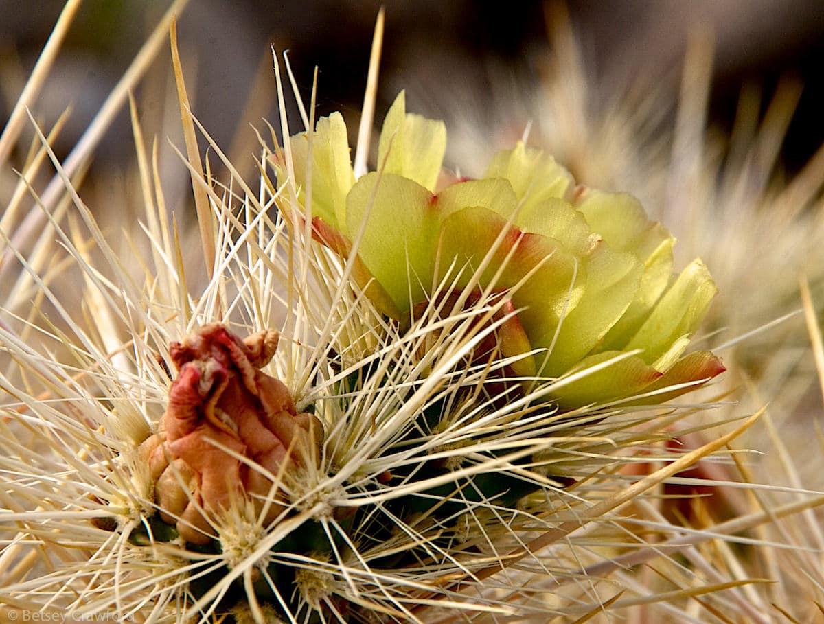 Gander's cholla (Cylindropuntia ganderi) Anza Borrego Desert, California