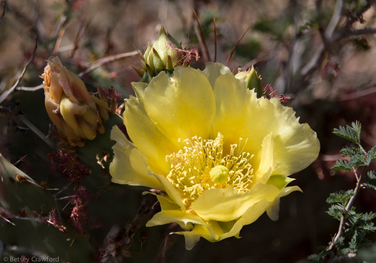 Prickly pear cactus (Opuntia engelmanii) Saguaro National Park, Arizona