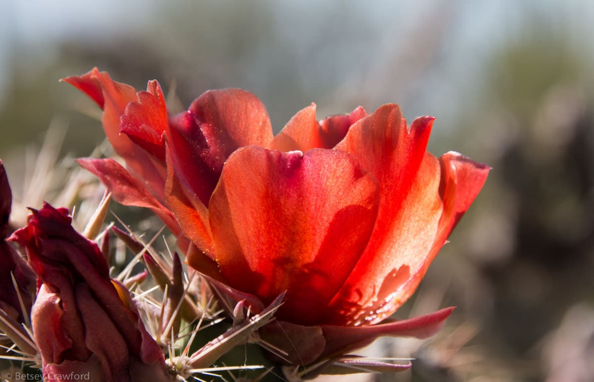 Staghorn cholla (Cholla cylindropuntia versicolor) Saguaro National Park, Arizona