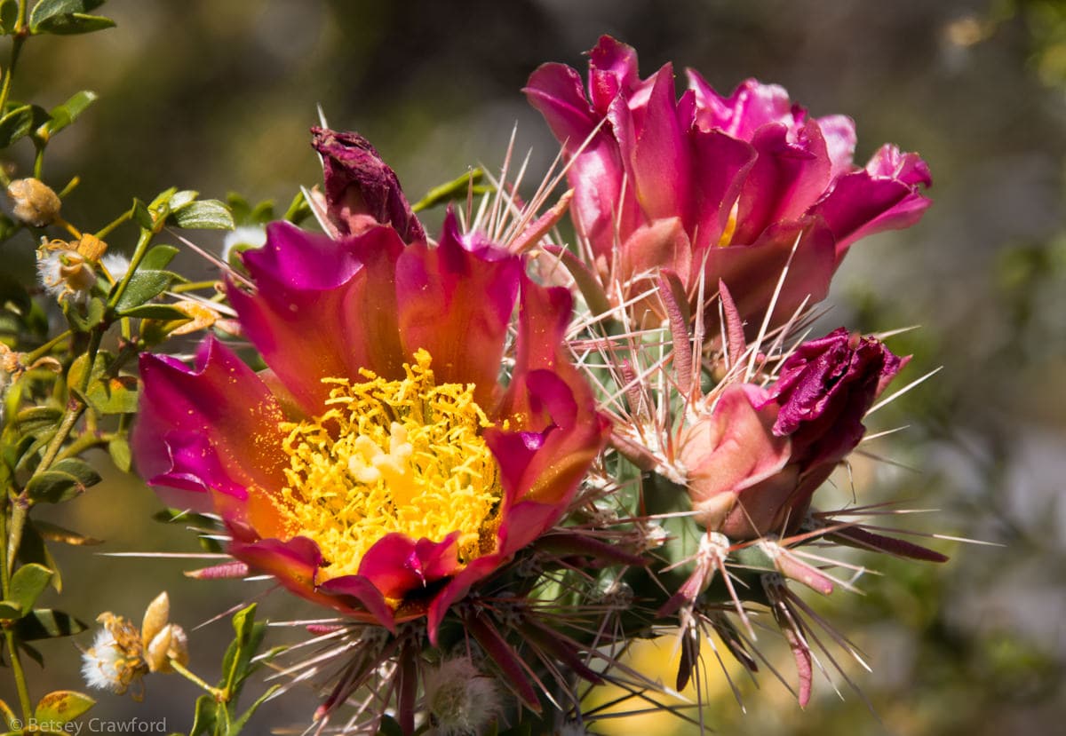 Staghorn cholla (Cholla cylindropuntia versicolor) Saguaro National Park, Arizona