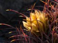 Barrel cactus (ferocactus cylindraceus) Anza Borrego Desert, California