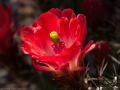 Claret cup cactus (Echinocereus triglochidiatus engelmanni) Anza Borrego Desert, California