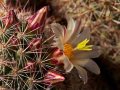 Fish hook cactus (Mammillaria dioica) Anza Borrego Desert, California