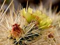 Gander's cholla (Cylindropuntia ganderi) Anza Borrego Desert, California