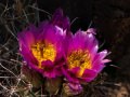 Strawberry hedgehog cactus (Echinocereus fendleri) Cross Canyon, Utah