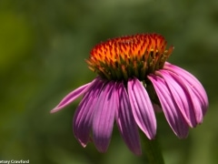 Black Sampson echinacea (Echinacea angustifolia) in the Konza Prairie Biological Station in the Flint Hills in central Kansas