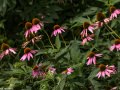 Eastern purple coneflower (Echinacea purpurea) in the Tallgrass Prairie National Preserve in the Flint Hills in central Kansas