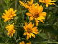 Ox-eye (Heliopsis helianthoides) in the Tallgrass Prairie National Preserve in the Flint Hills in central Kansas