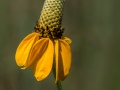 Prairie coneflower (Rudbeckia nitida) in the Konza Prairie Biological Station in the Flint Hills in central Kansas